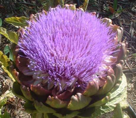 Artichoke Flower