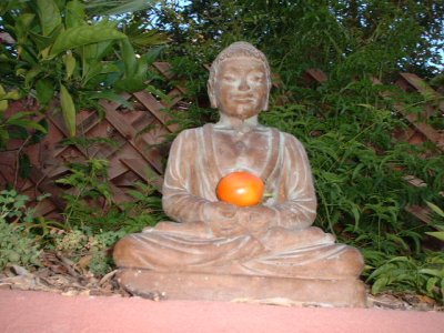 This is Buddah holding a tomato we grew