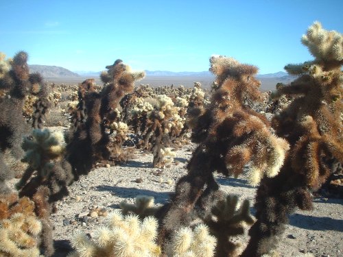 Cholla cacti
