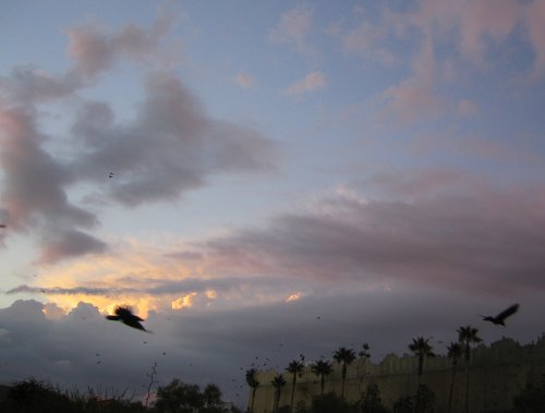 Birds in the Sunset