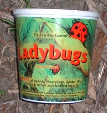 Ladybugs