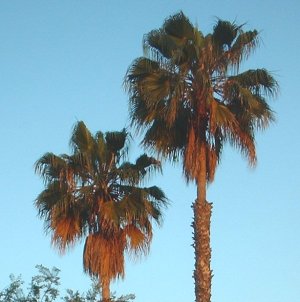 Palms in June, Golden Hour