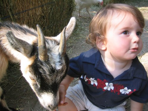 Sean met a billy goat today