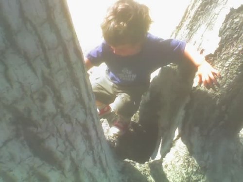 Sean climbing on a Hollow Tree