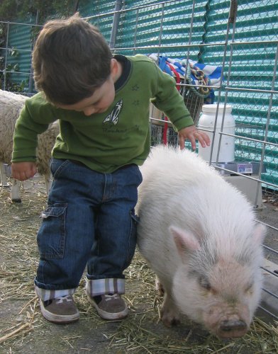 Sean with a friendly pig