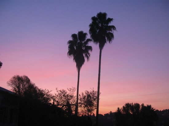 Palms at sunrise