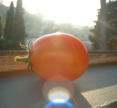 This is a tomato from our garden.