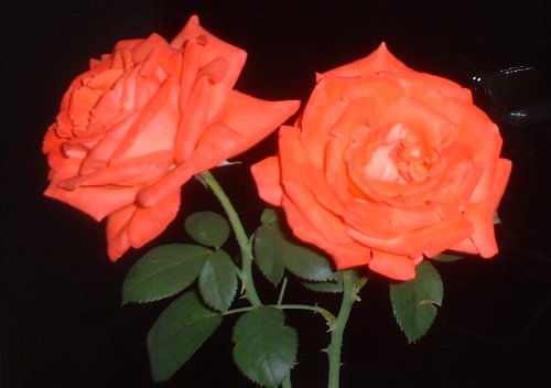Two roses to remind me