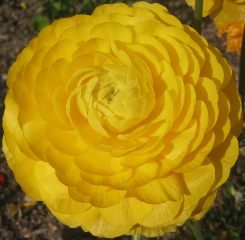 A Yellow Flower